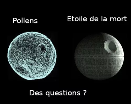 Pollens dans l'air de Romorantin et du Loir et cher - Pharmacie de la pyramide - Romorantin (loir et cher 41)