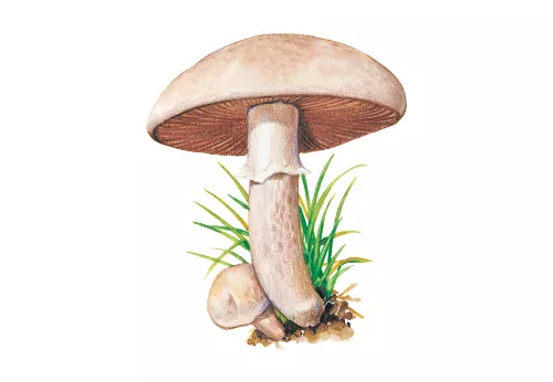 Sortie champignons - Pharmacie de la pyramide - Romorantin (41 Loir et cher)